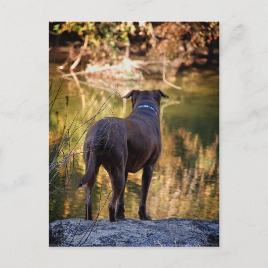 Carte Postale Chocolat Lab Pit Mix Chien Serene (Devant)