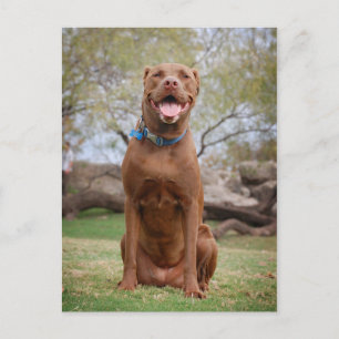 Carte Postale Chocolat Lab Pit Mix Chien Sourire 2