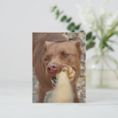 Carte Postale Chocolat Lab Pit Mix Chien Tug 2 (Debout devant)