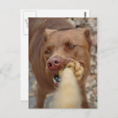 Carte Postale Chocolat Lab Pit Mix Chien Tug 2 (Devant / Derrière)