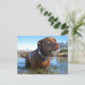 Carte Postale Chocolat Lab Pit Mix Dog Drooling (Debout devant)