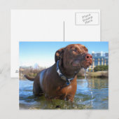 Carte Postale Chocolat Lab Pit Mix Dog Drooling (Devant / Derrière)