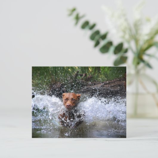 Carte Postale Chocolat Lab Pit Mix Dog Splashing 4 (Debout devant)