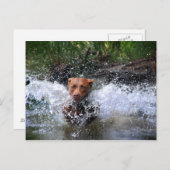 Carte Postale Chocolat Lab Pit Mix Dog Splashing 4 (Devant / Derrière)