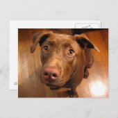 Carte Postale Chocolat Lab Poignée Chiot Revêtement (Devant / Derrière)