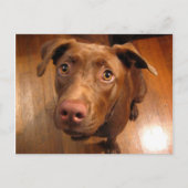 Carte Postale Chocolat Lab Poignée Chiot Revêtement (Devant)