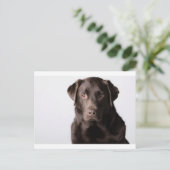 Carte Postale Chocolat Labrador (Debout devant)