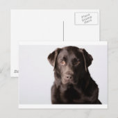 Carte Postale Chocolat Labrador (Devant / Derrière)