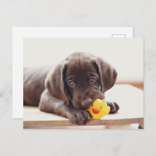 Carte Postale Chocolat Labrador Chiot Avec Canard De Jouet (Devant / Derrière)