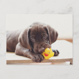 Carte Postale Chocolat Labrador Chiot Avec Canard De Jouet
