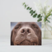 Carte Postale Chocolat Labrador Closeuse du nez (Debout devant)