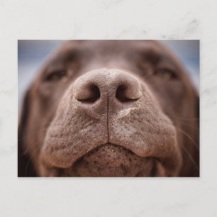 Carte Postale Chocolat Labrador Closeuse du nez
