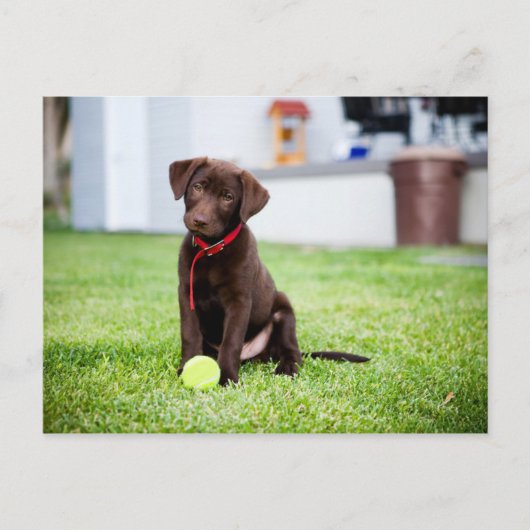 Carte Postale Chocolat Labrador Puppy Avec Tennis Ball (Devant)