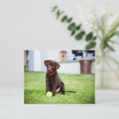Carte Postale Chocolat Labrador Puppy Avec Tennis Ball (Debout devant)