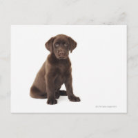Chocolat Labrador Retriever Puppy