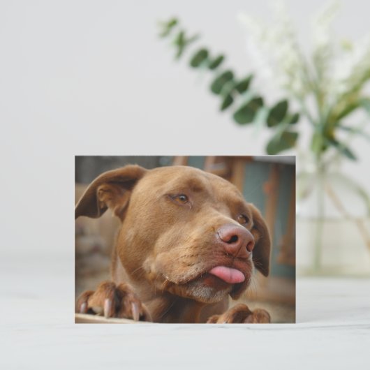 Carte Postale Chocolat mignon Lab Pit Mix Chien (Debout devant)