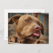 Carte Postale Chocolat mignon Lab Pit Mix Chien (Devant / Derrière)