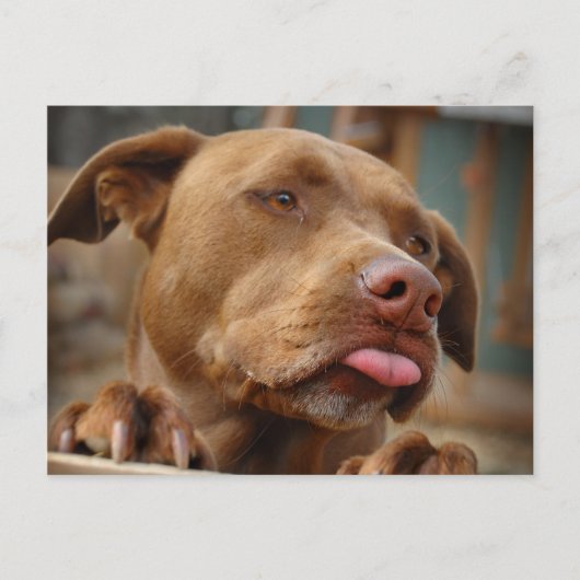 Carte Postale Chocolat mignon Lab Pit Mix Chien (Devant)