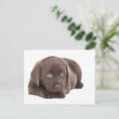 Carte Postale Chocolat mignon Labrador Chiot (Debout devant)