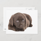 Carte Postale Chocolat mignon Labrador Chiot (Devant / Derrière)