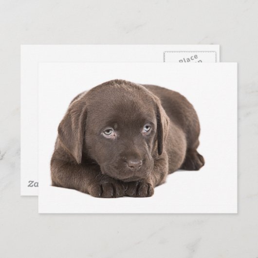 Carte Postale Chocolat mignon Labrador Chiot (Devant / Derrière)