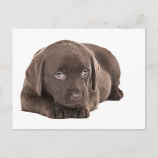 Carte Postale Chocolat mignon Labrador Chiot