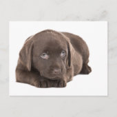 Carte Postale Chocolat mignon Labrador Chiot (Devant)