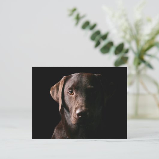 Carte Postale Chocolat renversant Labrador (Debout devant)