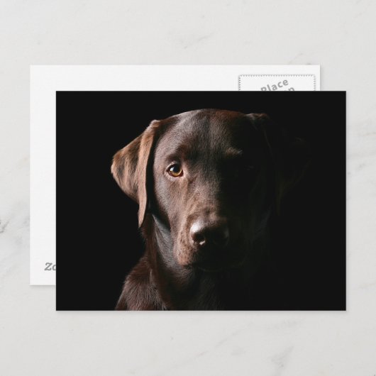 Carte Postale Chocolat renversant Labrador (Devant / Derrière)