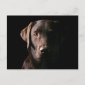 Carte Postale Chocolat renversant Labrador (Devant)