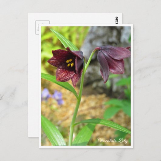 Carte Postale Chocolate Lily (Devant / Derrière)