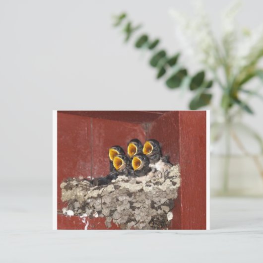 Carte Postale Choeur d'oiseaux (Debout devant)