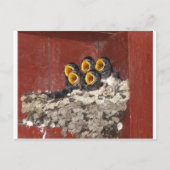 Carte Postale Choeur d'oiseaux (Devant)