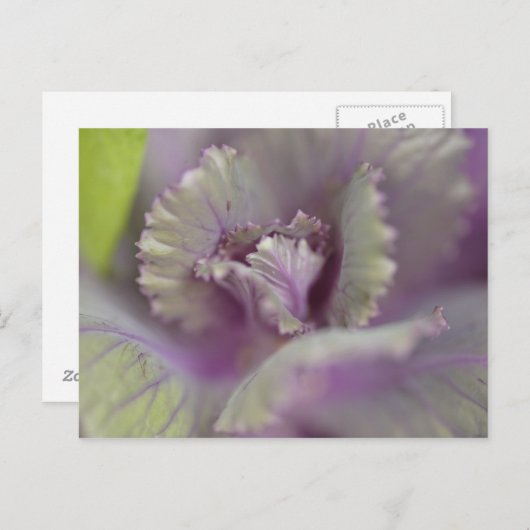 Carte Postale Chou décoratif (Devant / Derrière)