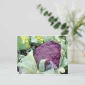 Carte Postale Chou-fleur pourpre (Debout devant)