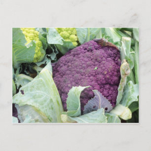 Carte Postale Chou-fleur pourpre