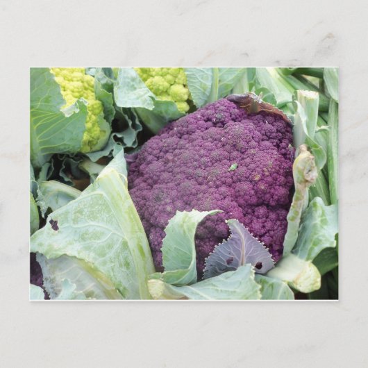 Carte Postale Chou-fleur pourpre (Devant)