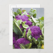 Carte Postale Chou-fleur pourpre (Devant / Derrière)