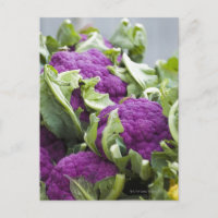 Chou-fleur pourpre