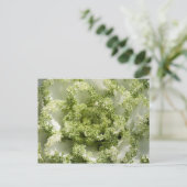 Carte Postale Chou ornemental (Debout devant)