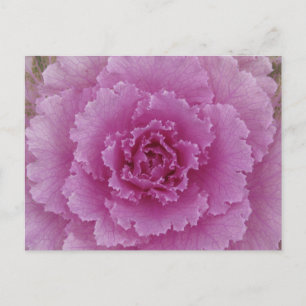 Carte Postale Chou Ornemental Chou Fleurir Kale Photo Botanique