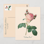 Carte Postale Chou Rose Botanique Floral (Devant / Derrière)