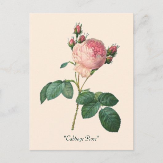Carte Postale Chou Rose Botanique Floral (Devant)
