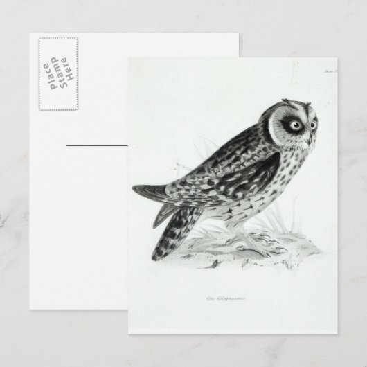Carte Postale Chouette (Devant / Derrière)