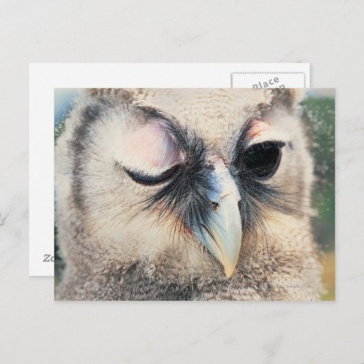 Carte Postale Chouette (Devant / Derrière)