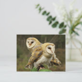 Carte Postale Chouette (Debout devant)