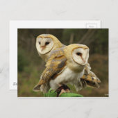 Carte Postale Chouette (Devant / Derrière)