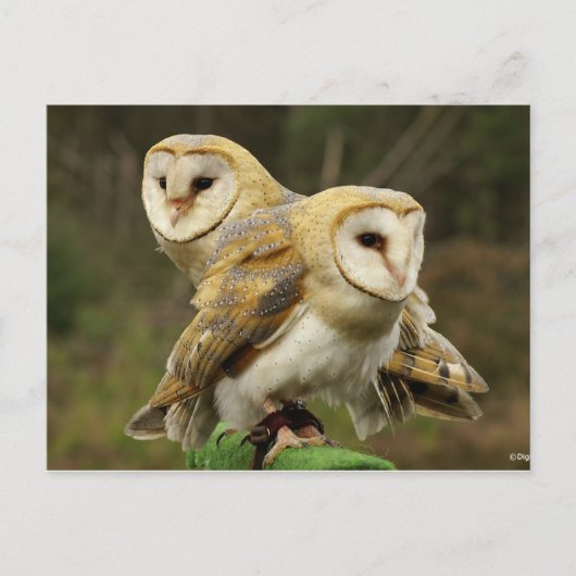 Carte Postale Chouette (Devant)