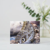 Carte Postale Chouette (Debout devant)