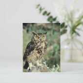 Carte Postale Chouette (9) (Debout devant)